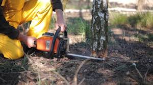 How Our Tree Care Process Works  in  Mira Monte, CA