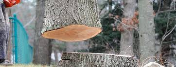 Best Tree Disease Treatment  in Mira Monte, CA