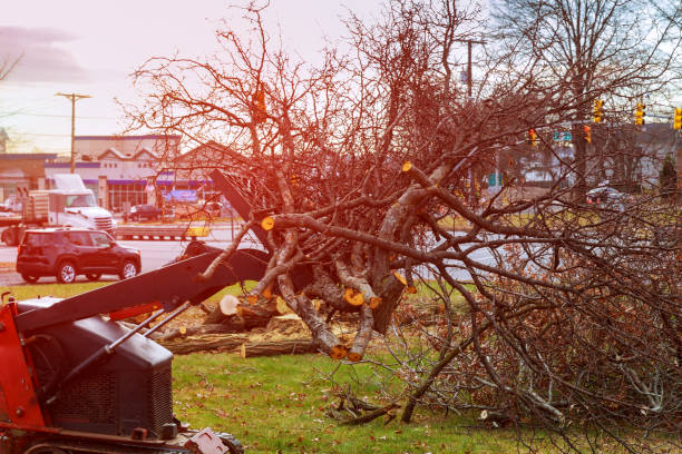 Best Emergency Tree Removal  in Mira Monte, CA