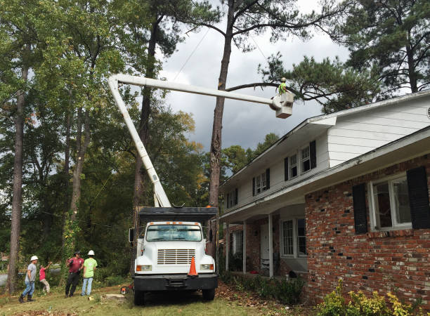 Best Utility Line Clearance  in Mira Monte, CA