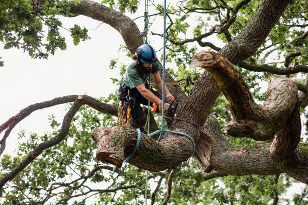 Best Hazardous Tree Removal  in Mira Monte, CA