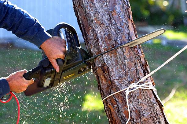 Best Commercial Tree Services  in Mira Monte, CA