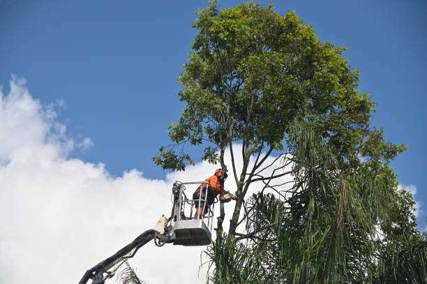 Best Tree Removal  in Mira Monte, CA