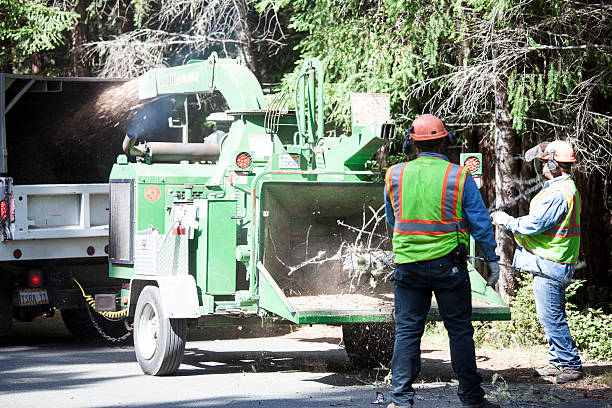 Best Lawn Maintenance Plans  in Mira Monte, CA