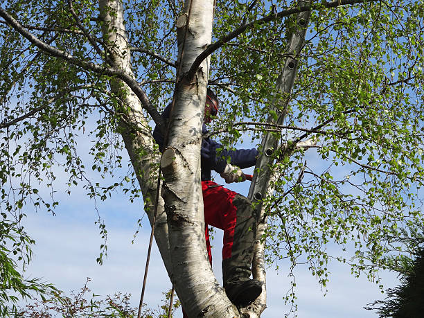 Best Tree and Shrub Care  in Mira Monte, CA