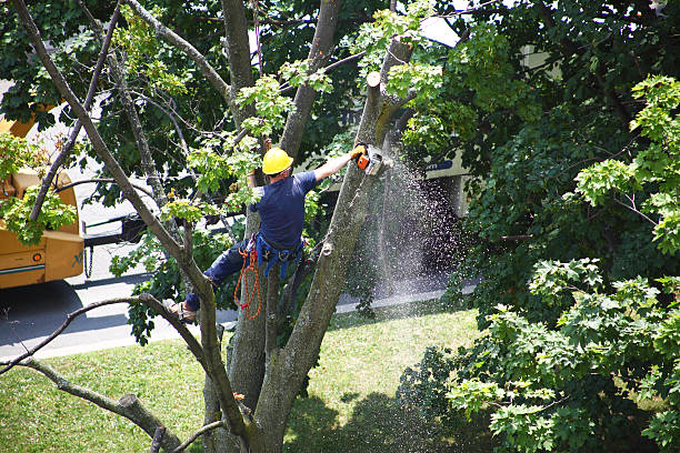 Best Fruit Tree Pruning  in Mira Monte, CA