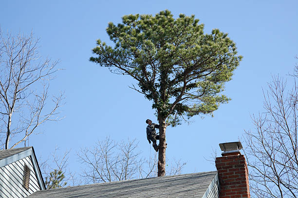 Mira Monte, CA Tree Care Company
