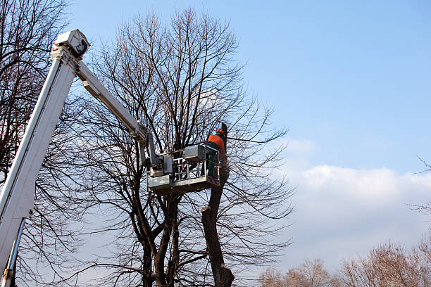 Best Tree Cabling and Bracing  in Mira Monte, CA