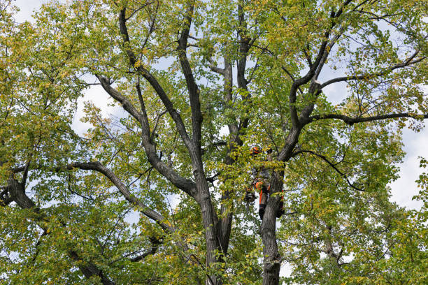 Best Arborist Consultation Services  in Mira Monte, CA