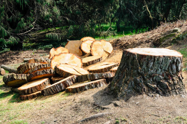 Best Tree Mulching  in Mira Monte, CA